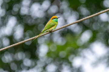 A blue-throated bee-eater on a wire 