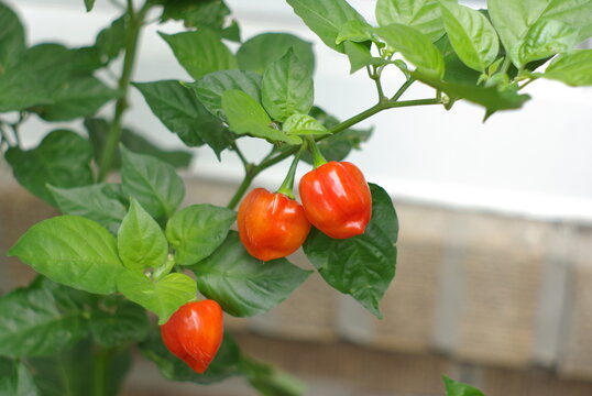 Part of the Ann's Garden Collection (2023)