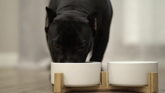 Black american bully eating granule from white bowl at home
