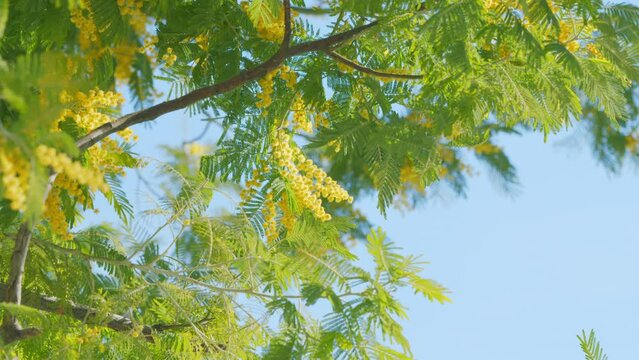 Spring Is Coming. Mimosa Flower Of Womans Day. Spring Nature Backgrounds. Floral Gentle Spring Background. Close up.