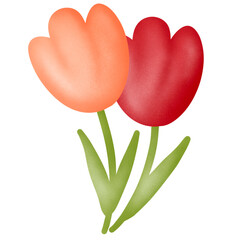 Pink and Red tulip flowers collection.Spring and summer flowers painting isolated on white background.