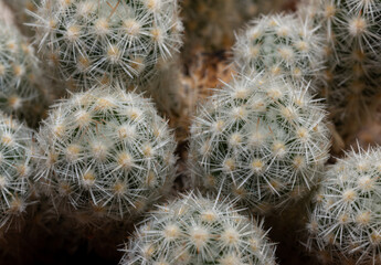 Escobaria orcutii - North American species of cactus with white and pink spines