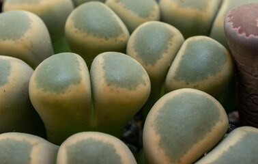 Mesembs (Lithops dinteri) South African plant from Namibia in the botanical collection
