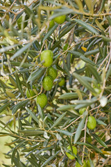 Close-up of the olive tree with young green olives on it. High quality photo.