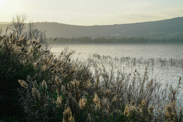 Sunset of the Sea of ​​Galilee beyond the trees