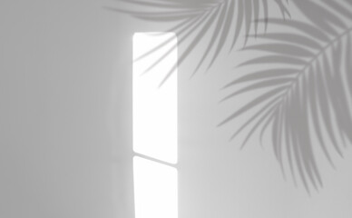Studio background,Palm Leaves silhouette shadow reflection on grey concrete wall background,Empty...