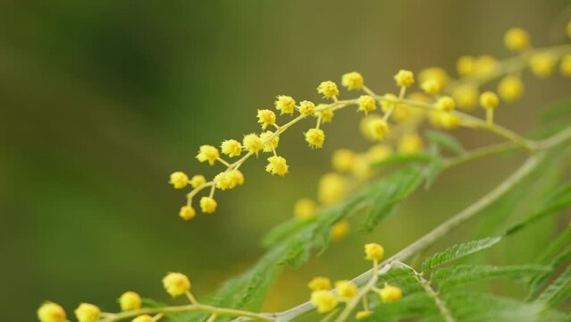 Spring Is Coming. Mimosa Flower Of Womans Day. Spring Nature Backgrounds. Floral Gentle Spring Background. Selective focus.