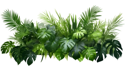 Foto op Canvas Tropical leaves foliage plant jungle bush floral, PNG © Prasanth