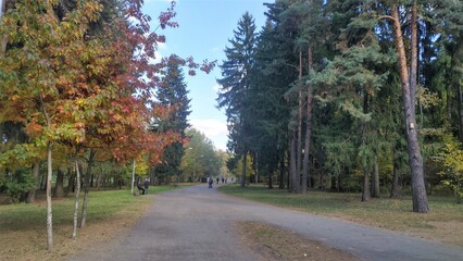 In the city park, a pedestrian path is laid out between tall pine, oak and spruce trees. Along the edges of the path are grassy lawns, benches, urns and lampposts. Sunny fall weather and blue sky