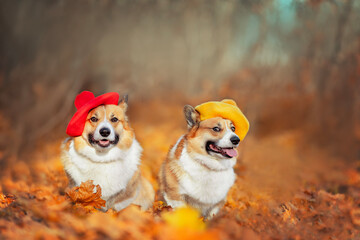 two twin corgi dogs in berets are sitting in the autumn park among the golden fallen leaves