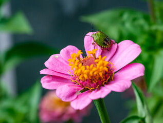 Green vegetable bug (Nezara viridula), young bug on a flower petal