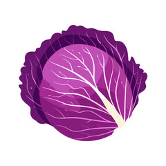 red cabbage isolated vector illustration