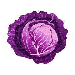 red cabbage isolated vector illustration