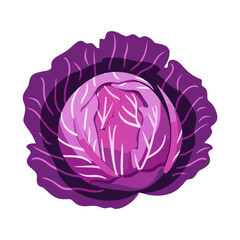 red cabbage isolated vector illustration