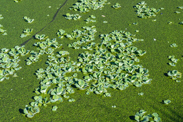 Pistia stratiotes - swims among aquatic plants rootless duckweed (Wolffia arrhiza) and duckweed (Lemna turionifera), pond