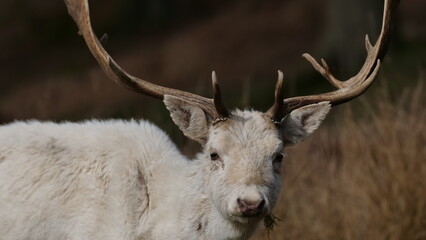 Close up of white deer
