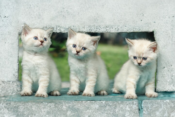 three funny little white kitten with blue eyes