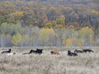 Two cows and several black angus cows sit on a meadow during autumn. In Romania