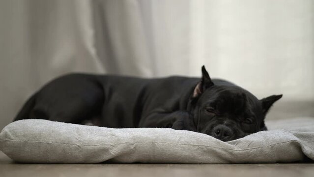 American bully dog lies at home on the floor