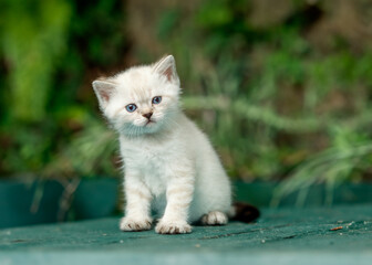 funny little white kitten with blue eyes
