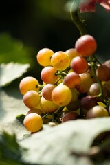 Vertical closeup shot of delicious ripe grapes.