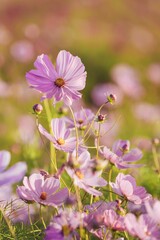 Vertical shot of pink cosmos flowers in a fiel