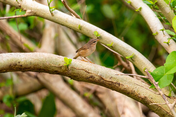 A common tailor bird on a tree branch