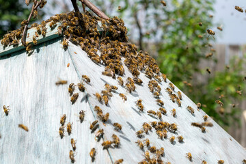 A cluster of honey bees of the same family on a weathered wooden surface close-up