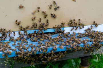 The beginning of swarming, many bees are about to leave the hive