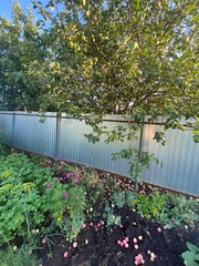photograph of an apple tree with fallen fruits on the ground behind an iron fence High quality photo