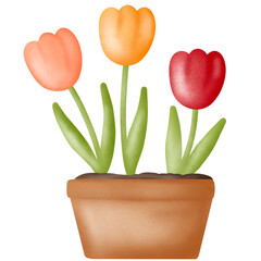 Tulip flowers in a clay pot