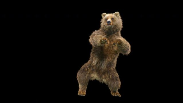Bear Dancing CG fur 3d rendering animal realistic composition 3d mapping cartoon, Animation Loop, Included in the end of the clip with Luma matte.