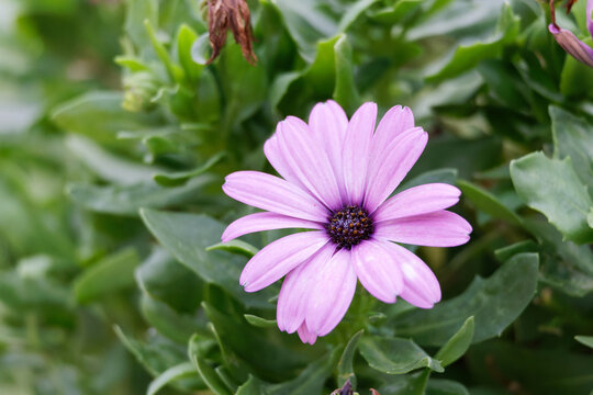 Pink Serenity Osteopermum in bloom