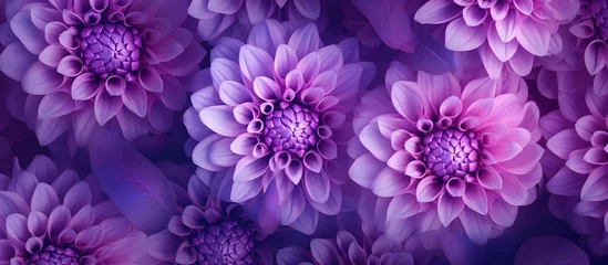 Foto op Canvas Purple motley dahlia flower isolated background. AI generated image © orendesain99