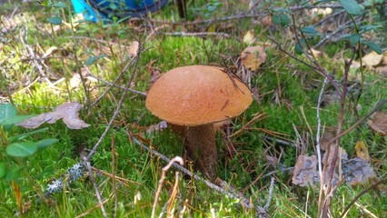 In the autumn, an edible mushroom - orange-cap boletus - grew in the forest near the trees on moss among grass, fallen leaves and dry branches. Quiet, warm and sunny weather