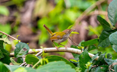 A common tailor-bird on a branch 