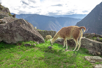 lhama na cidade de Cusco, Peru