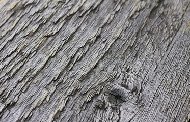 Wood Texture