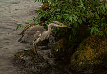 A heron in the river