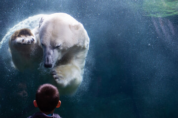 Polar bear was absolutely transfixed by the little boy - making friends for life - obrazy, fototapety, plakaty