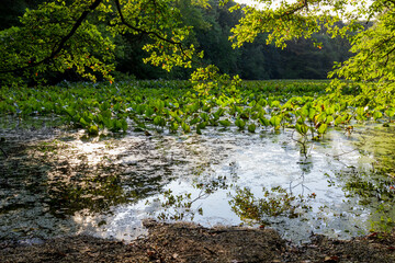 Scenic view of a pond with water lilies surrounded by dense trees