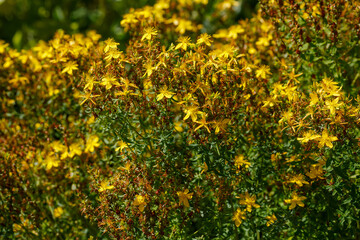 St. John's wort ( lat. Hypericum ) is a genus of flowering plants of the St. John's wort family ( Hypericaceae )
