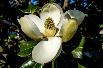 Closeup of the bloomed flowerhead of a Southern Magnolia with big petals under the sunlight