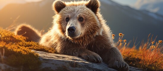 In the natural beauty of Alaska on a sunny day a cute young bear with its fur glistening under the sunlight poses for a portrait showcasing the captivating allure of wildlife in its purest  - obrazy, fototapety, plakaty