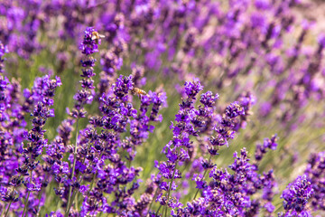 Purple lavender flowers bush. Flower in the field. Nature background. Grow a fragrant plant in the garden. Summer flower honey plant closeup.