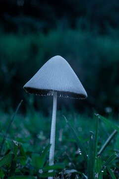 Vertical closeup of a coprophilous fungus with a white cap captured in a grassland in the evening