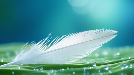 white feather with water drops on a colorful background