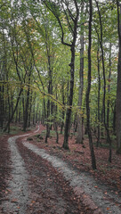 Obraz premium path in the woods