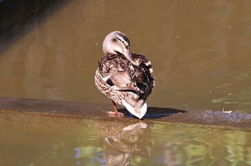 Lonely beautiful brown duck stands on concrete slab near pond
