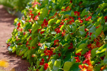 Nasturtium , or Capuchin ( lat. Tropaeolum ) is a genus of herbaceous plants of the Nasturtium family